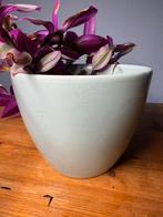 Lichtblauwe Adco plantenpot met Vetplant, Ophalen