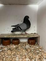 Canario kropper duivin jong 25, Dieren en Toebehoren, Vrouwelijk, Kropper