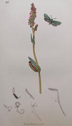 Antieke kopergravure groene boswachtervlinder - 1832, Antiek en Kunst, Kunst | Etsen en Gravures, Ophalen of Verzenden