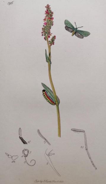 Antieke kopergravure groene boswachtervlinder - 1832 beschikbaar voor biedingen