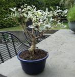 bonsai bontbladige kardinaalsmuts [ Euonymus japonicus ], Tuin en Terras, Planten | Bomen, Ophalen of Verzenden, Zomer, In pot