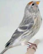 Noordse barmsijzen gezocht, Dieren en Toebehoren, Vogels | Overige Vogels, Meerdere dieren, Wildzangvogel, Geringd