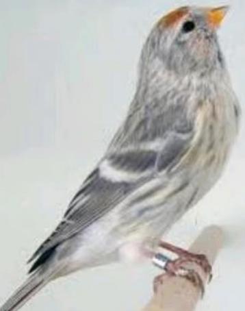 Noordse barmsijzen gezocht  beschikbaar voor biedingen