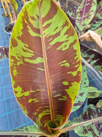 Musa Zebrina - bananenplant - bananenboom beschikbaar voor biedingen