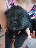 Puppies Labrador x berner x leonberger, Dieren en Toebehoren, Honden | Retrievers, Spaniëls en Waterhonden, 8 tot 15 weken, Labrador retriever