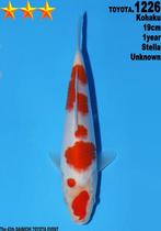 Tosai KOHAKU Dainchi Toyota, Karper of Koi