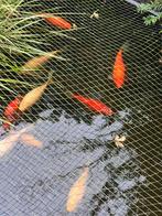 Vijvervissen, Dieren en Toebehoren, Vissen | Vijvervissen, Overige soorten