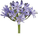 3 Afrikaanse lelie Agapanthus tuin planten veel bloemknoppen, Overige soorten, Volle zon, Vaste plant, Ophalen of Verzenden