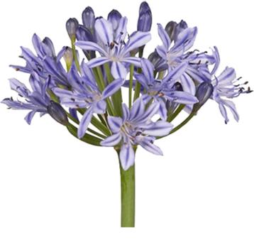 3 Afrikaanse lelie Agapanthus tuin planten veel bloemknoppen beschikbaar voor biedingen