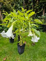 Brugmansia (4), grote witte bloemen (25 - 28 cm)., Tuin en Terras, Ophalen, Overige soorten, Volle zon
