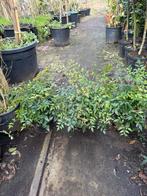 Nandina mooie compacte planten beperkt aantal 9,95 pst, Vaste plant, Halfschaduw, Zomer, Ophalen