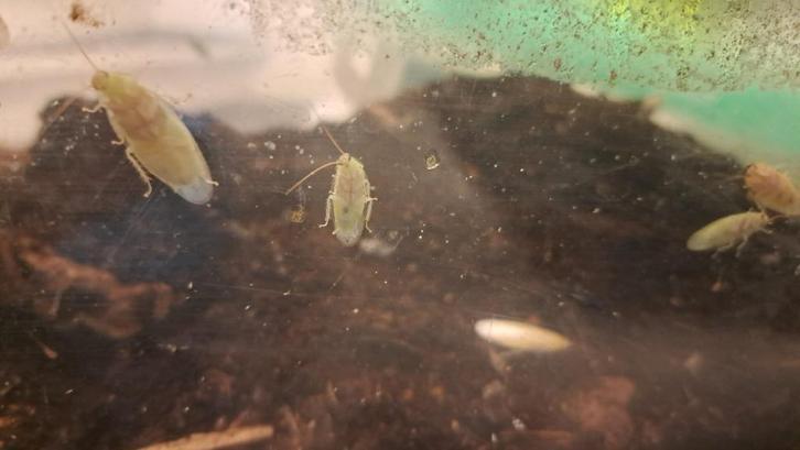 Banaankakkerlak (per 5), Dieren en Toebehoren, Insecten en Spinnen, Overige soorten