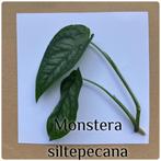 31. Monstera siltepecana stekje €2., Ophalen of Verzenden, Overige soorten, Minder dan 100 cm