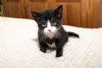 Meerdere kittens aangeboden t.e.a.b., Dieren en Toebehoren, Katten en Kittens | Raskatten | Korthaar, Meerdere dieren, Ontwormd