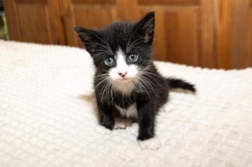 Meerdere kittens aangeboden t.e.a.b. beschikbaar voor biedingen