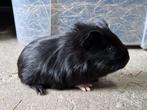 Cavia zeugjes, Cavia, Vrouwelijk, Januari, Tam