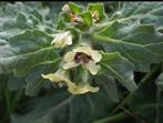 Hyoscyamus Albus - Wit Bilzekruid zaden, Ophalen of Verzenden, Voorjaar, Volle zon, Zaad