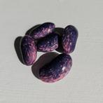 Pronkbonen,5 bonen,2 verschillende,scarlett runner, Verzenden, Zomer, Overige soorten, Volle zon