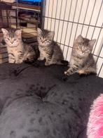 Kittens, Dieren en Toebehoren, Katten en Kittens | Raskatten | Korthaar, Meerdere dieren