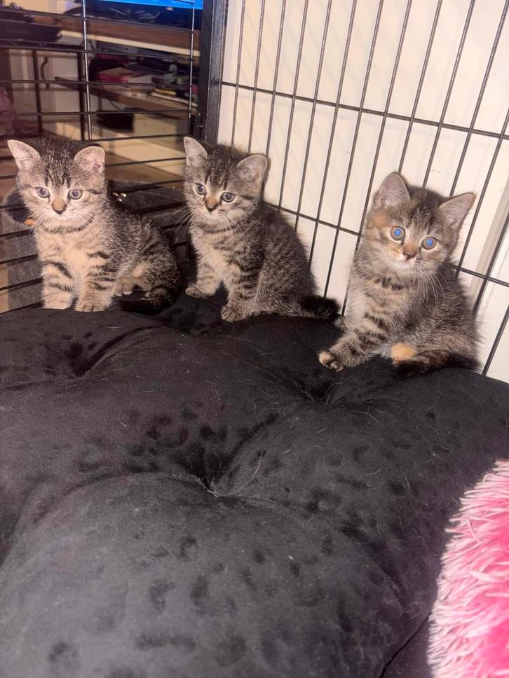 Kittens, Dieren en Toebehoren, Katten en Kittens | Raskatten | Korthaar, Meerdere dieren