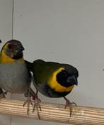 Te koop: koppel kleine cubavinken 2025, Dieren en Toebehoren, Vogels | Overige Vogels, Meerdere dieren