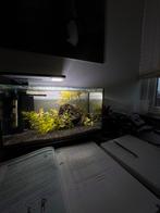 Aquarium quadro 40 superfish, Dieren en Toebehoren, Vissen | Aquaria en Toebehoren, Ophalen of Verzenden, Zo goed als nieuw, Leeg aquarium