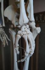 Anatomisch skelet man merk Somso, Ophalen, Gebruikt