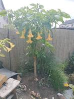 Brugmansia (Engelenbrug) - Prachtige bloeier!, Overige soorten, Volle zon, Vaste plant, Ophalen of Verzenden