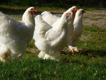 BRAHMA broedeieren wit groot ras 4€ beschikbaar voor biedingen