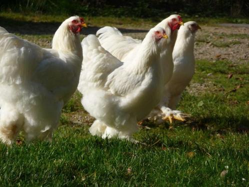 BRAHMA broedeieren wit groot ras 4€, Dieren en Toebehoren, Pluimvee, Kip, Geslacht onbekend