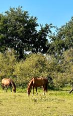 Stalhulp gezocht, Dieren en Toebehoren, Stalling en Weidegang