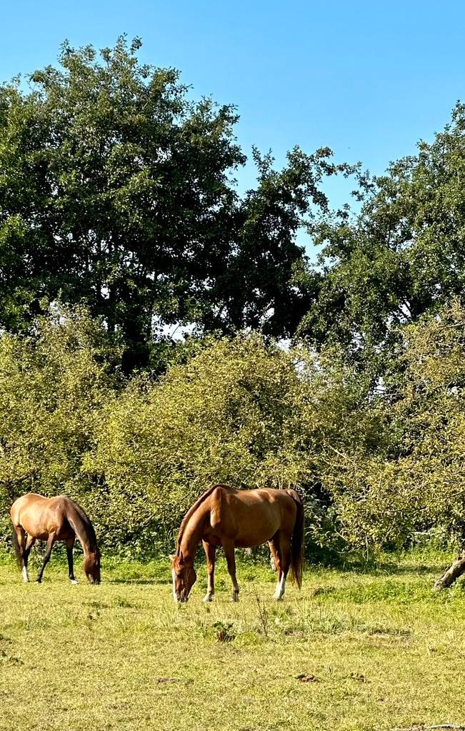 Stalhulp gezocht, Dieren en Toebehoren, Stalling en Weidegang