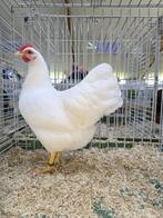 Heeft intress bij broeid eieren voor 2026, Dieren en Toebehoren, Pluimvee, Geslacht onbekend, Gans of Zwaan