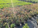 Photinia Carré Rouge glansmispel potgekweekt, Ophalen of Verzenden, Overige soorten, Haag, Minder dan 100 cm