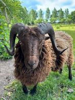 Quessantschaap Ram - geboren 31 maart 2024, Dieren en Toebehoren, Schapen, Geiten en Varkens, Mannelijk, Schaap