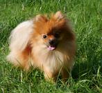 Pomeranian️, Dieren en Toebehoren, België, Particulier, 15 weken tot 1 jaar, Teef