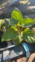 peperplant, Ophalen