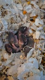 Dwerghamsters, Dieren en Toebehoren, Meerdere dieren, Hamster, Voor 1 juli 2024