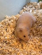 Hamster incl kooi en toebehoren, Ophalen, Nieuw, Loopwiel of Rad