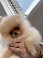 Raszuivere NL mini pomeriaan puppy’s, Dieren en Toebehoren, 8 tot 15 weken, Meerdere, Meerdere dieren, Nederland