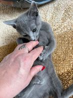 Blauw Rus  Poesje Met Stamboom, Poes, Met stamboom