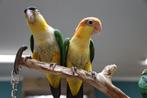 Baby Caique´s | Roestkop | getest | Handtam | Nieuwsgierig, Dieren en Toebehoren, Meerdere dieren, Papegaai, Geringd