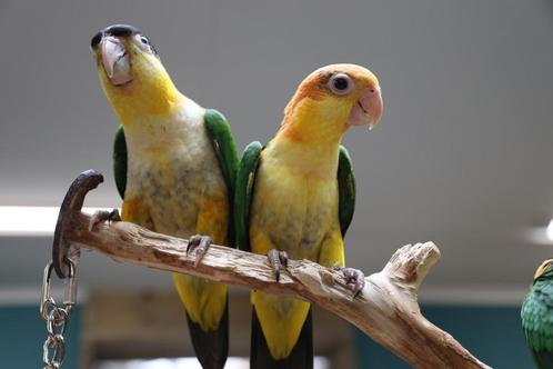 Baby Caique´s | Roestkop | getest | Handtam | Nieuwsgierig, Dieren en Toebehoren, Vogels | Parkieten en Papegaaien, Papegaai, Meerdere dieren