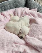 West Highland White Terrier pup, België, Particulier, Rabiës (hondsdolheid), Jack Russell Terriër