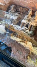 Baardagaam, Overige soorten, Met terrarium, 3 tot 6 jaar