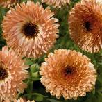 Calendula touch of red buff plantjes te koop, Ophalen, Zomer, Overige soorten, Volle zon