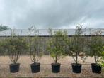 Kurkeik en steeneik meerstammig leverbaar tot 250 cm hoog, Tuin en Terras, Planten | Bomen, Overige soorten, Lente, 100 tot 250 cm