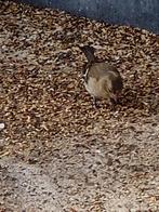 ruil of verkoop pop Europe's vink, Vrouwelijk, Wildzangvogel, Geringd