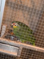 Oranjevleugel venezuela amazone en geelwangamazone, Dieren en Toebehoren