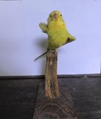Opgezette vogel parkiet, Ophalen of Verzenden, Zo goed als nieuw, Vogel, Opgezet dier